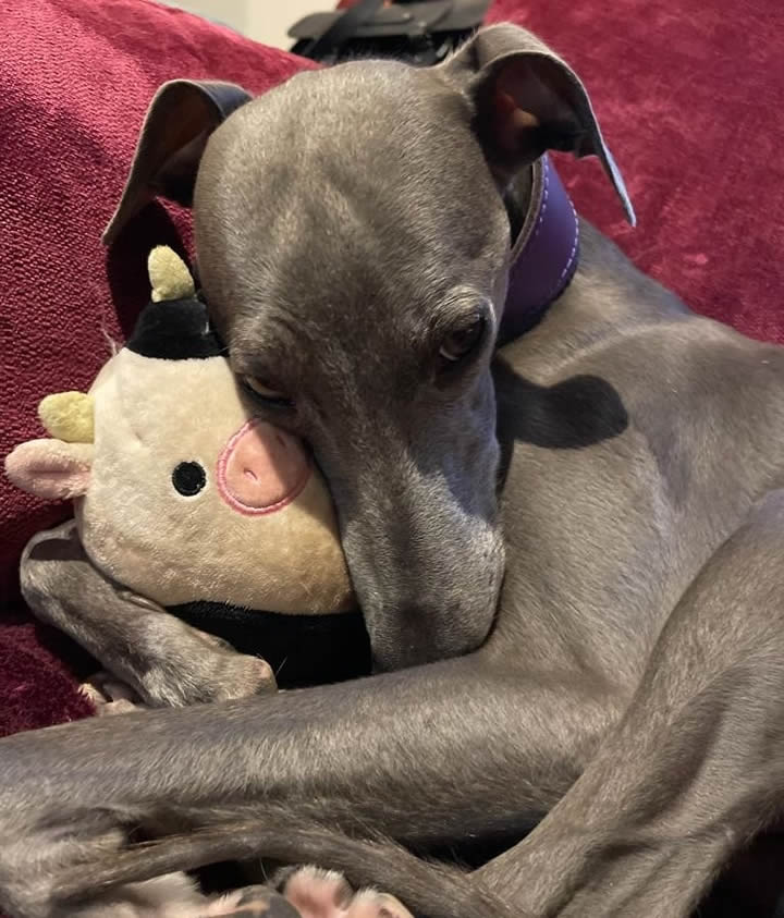 Mouse cuddling her toy