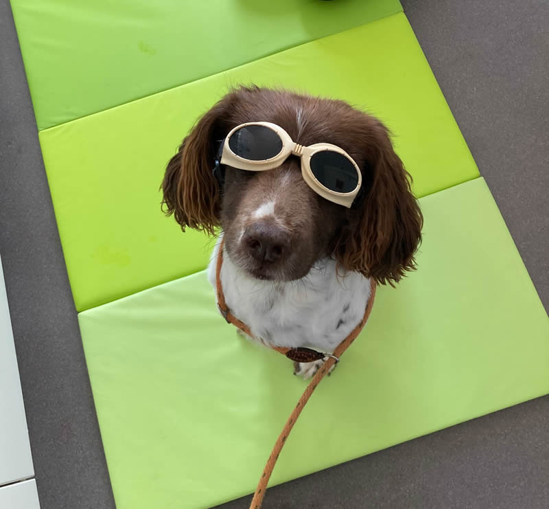 Woody having laser therapy